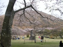 大室山とさくらの里の桜の写真